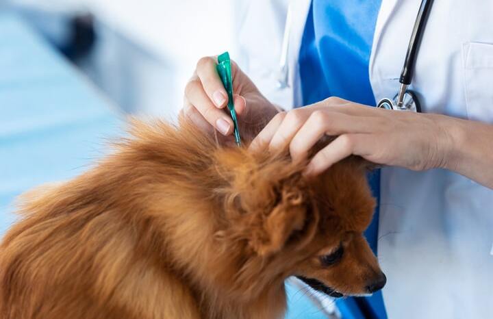 cão a receber desparasitação interna