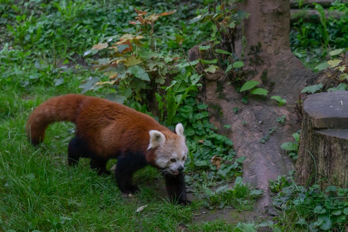 Waschbär