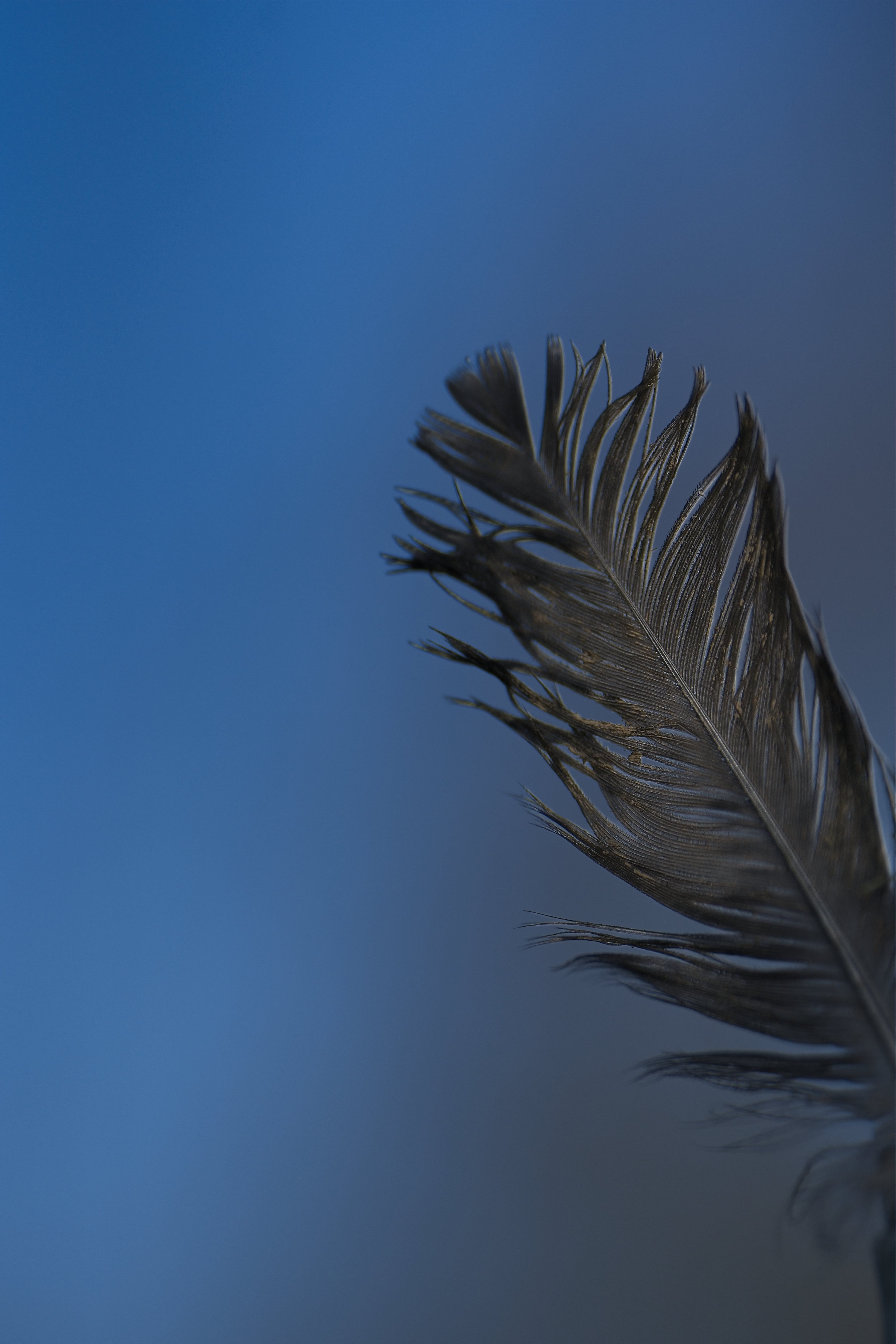 Feder im Wind