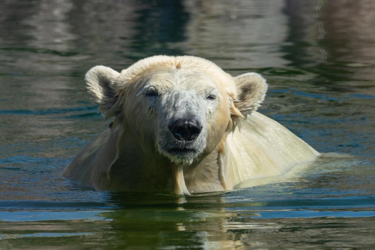 Eisbär