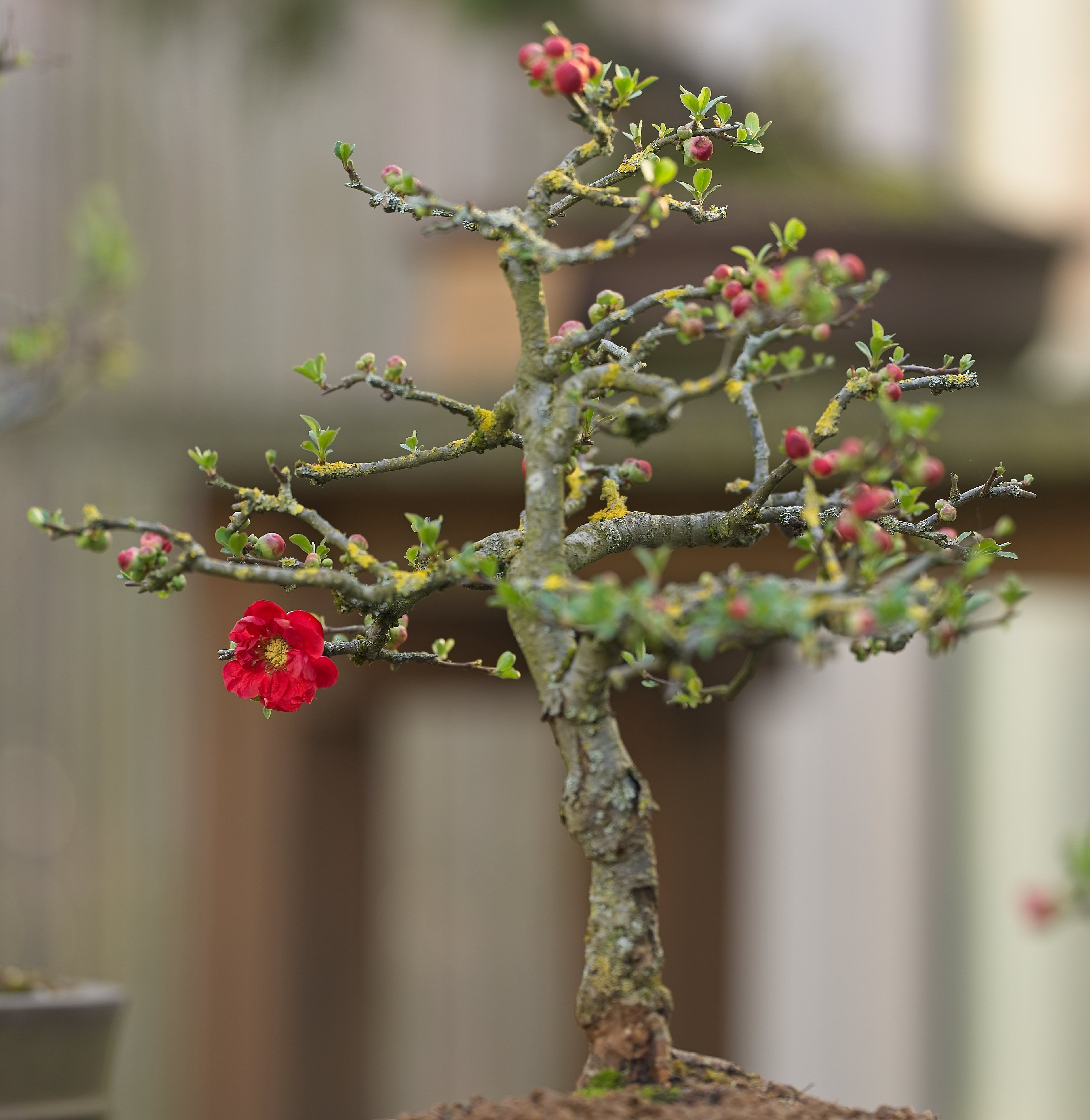 Bonsai