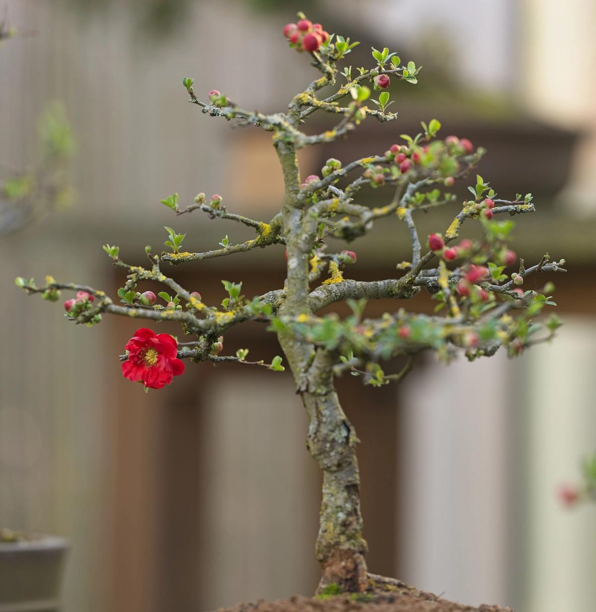 Bonsai