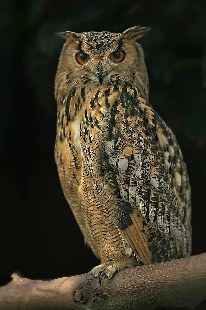 Der frühe Vogel fängt den Wurm