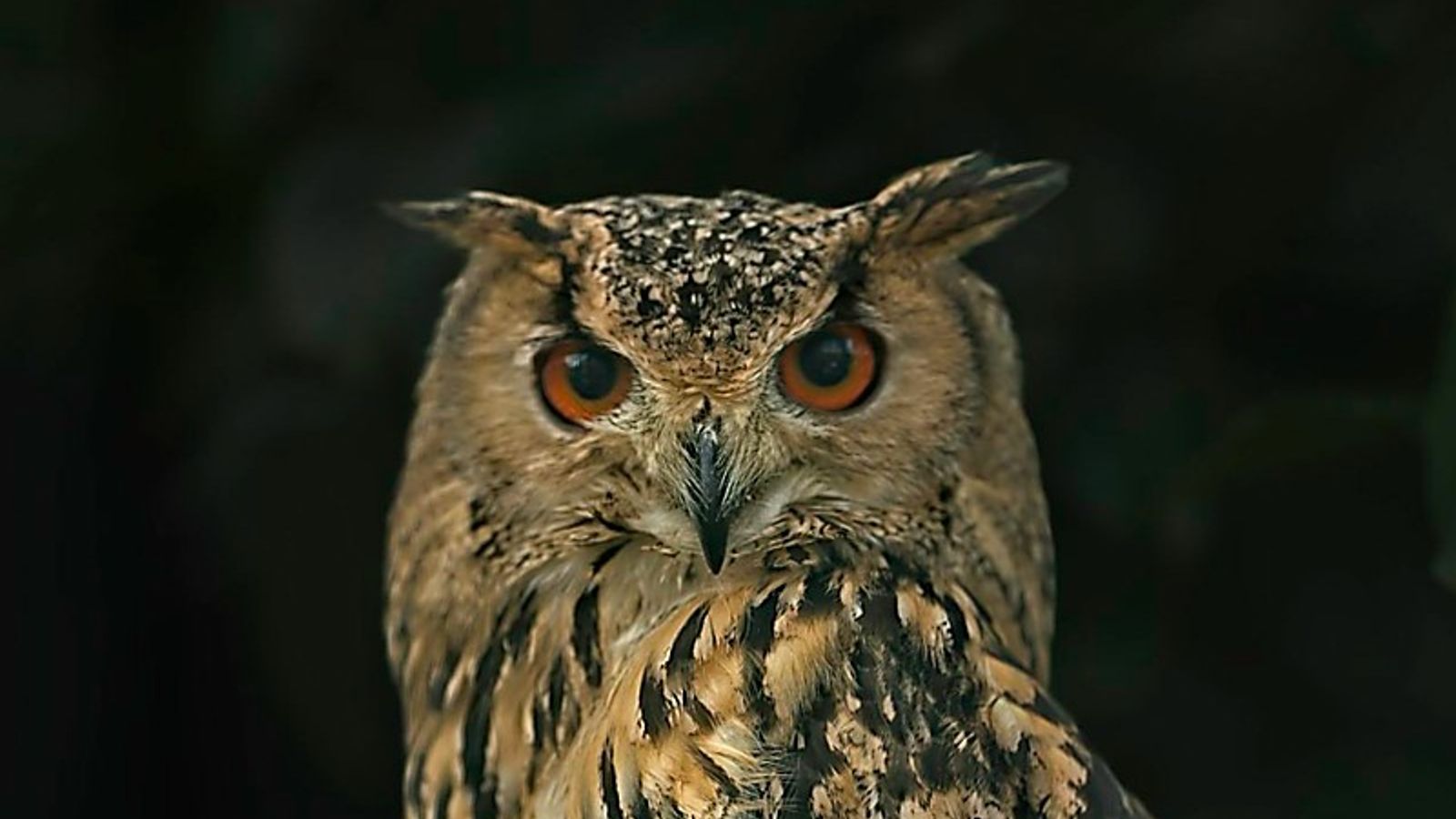 Der frühe Vogel fängt den Wurm