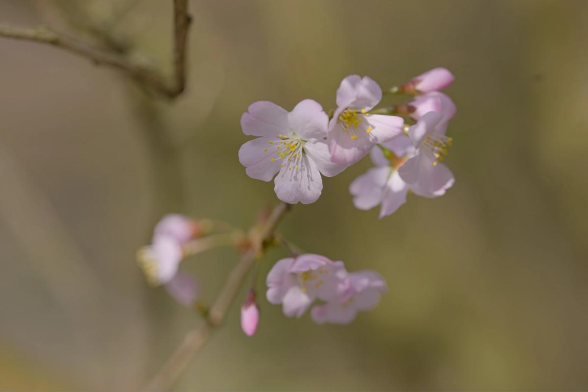 Kirschblüte2