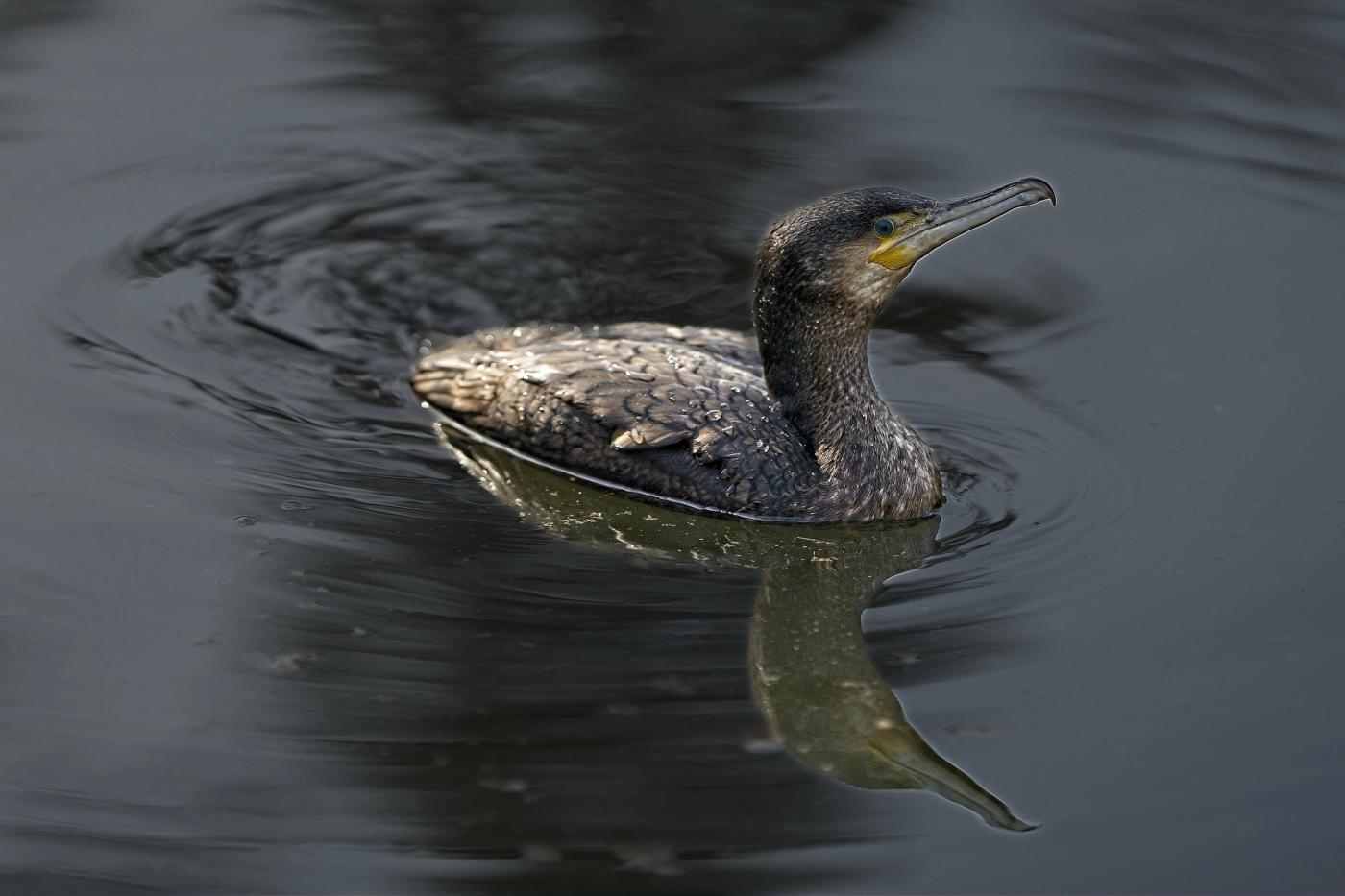 Vogel auf dem Wasser
