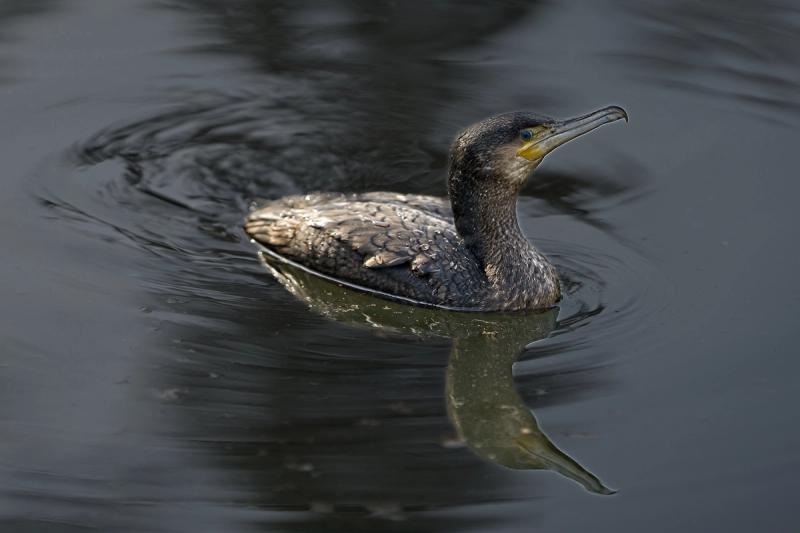 Vogel auf dem Wasser