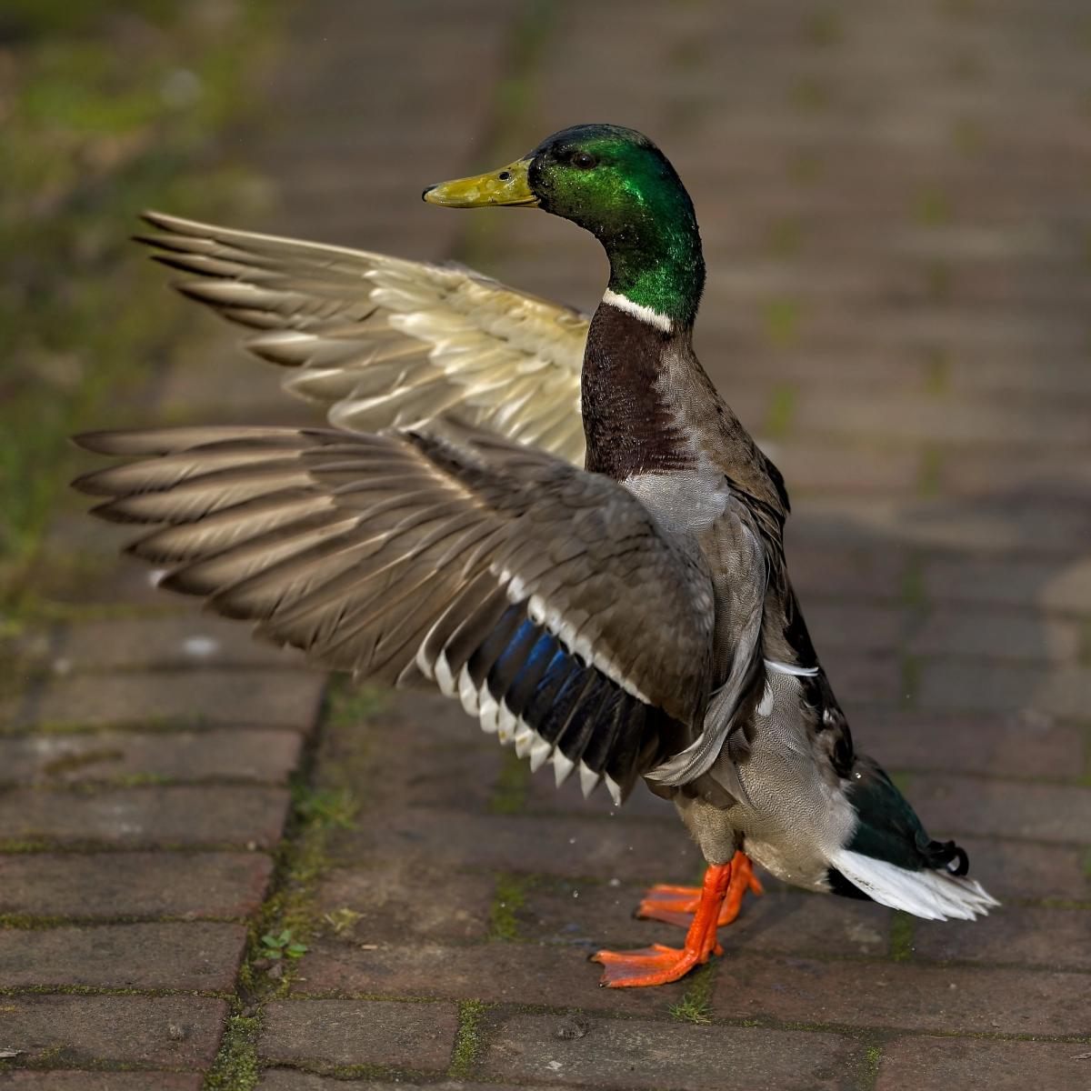 Erpel dirigiert