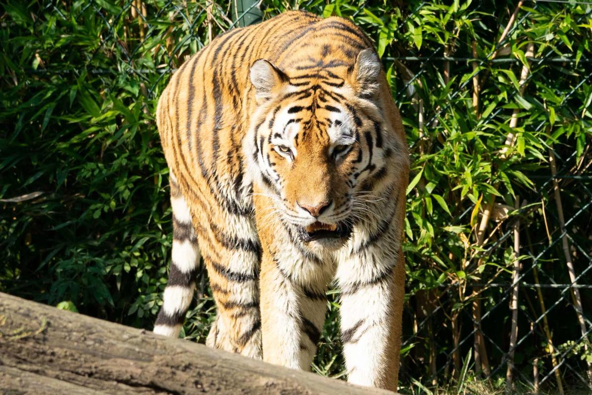 Sibirischer Tiger