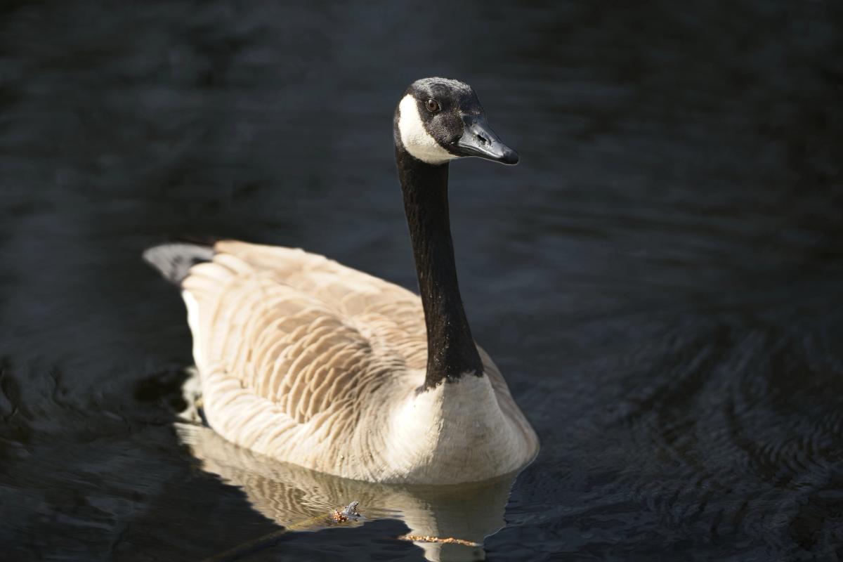 Nilgans von links nach rechts
