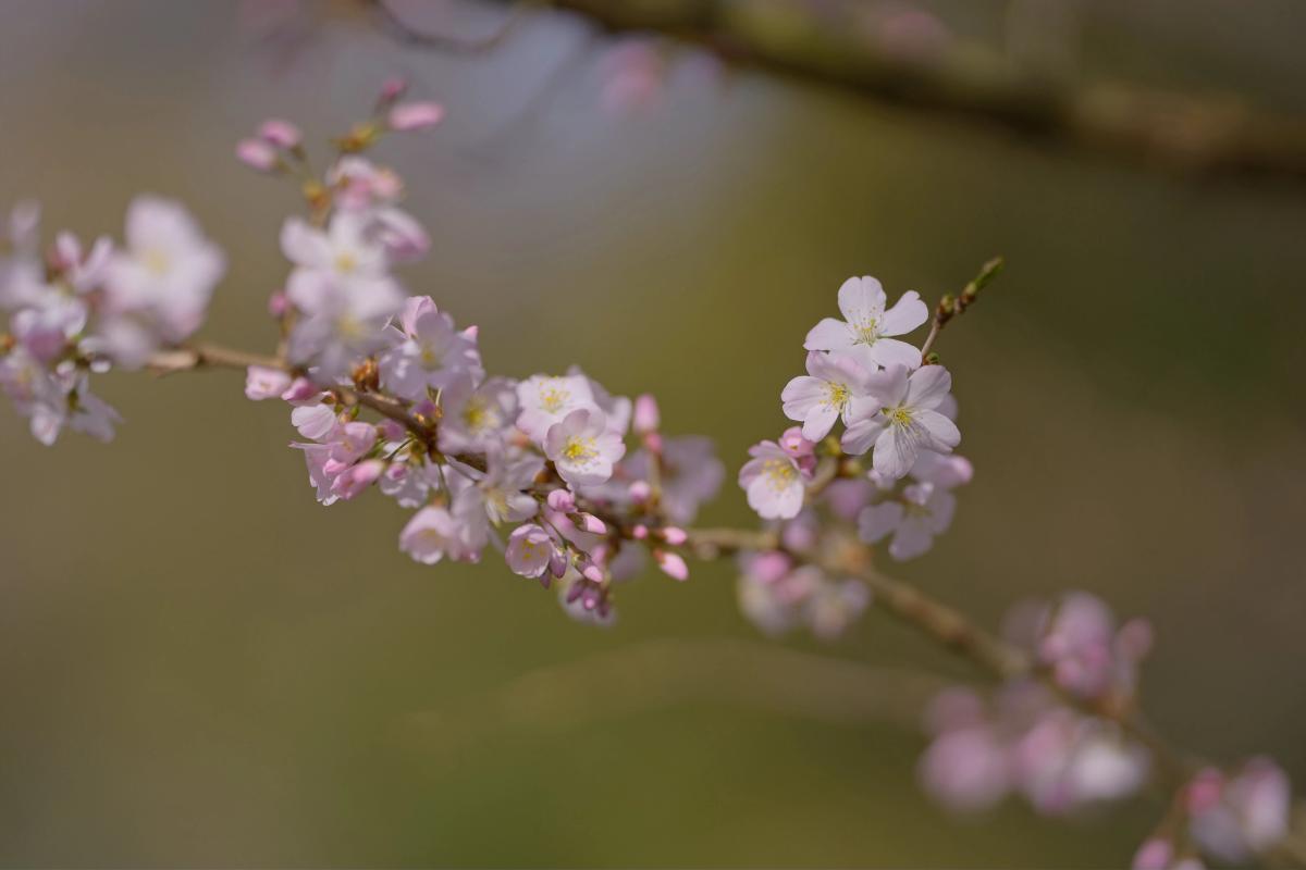 Kirschblüte