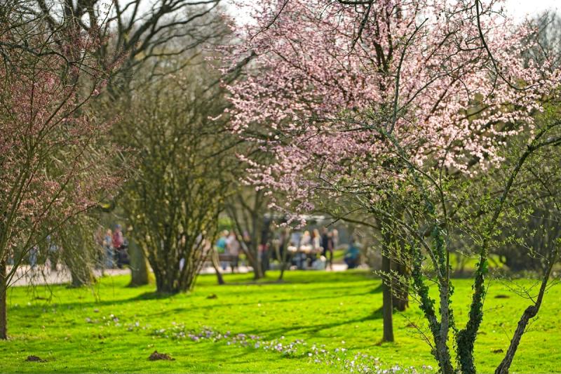 Blütenpracht im Park