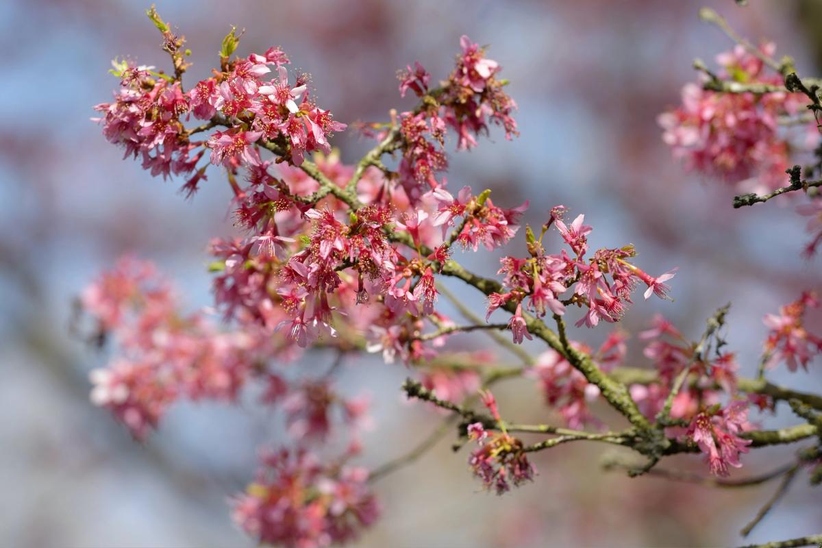 Blütenpracht im Frühling