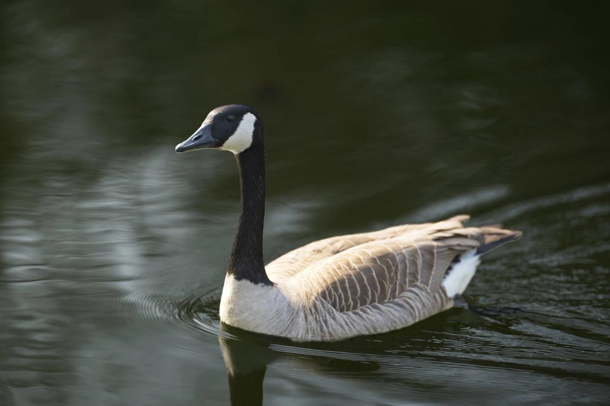 Nilgans rechts nach links