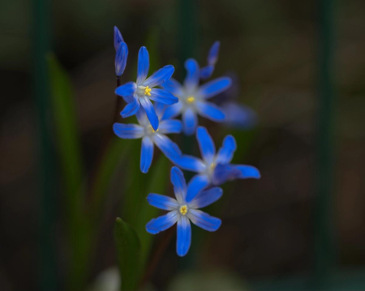 Blau im Dunkeln
