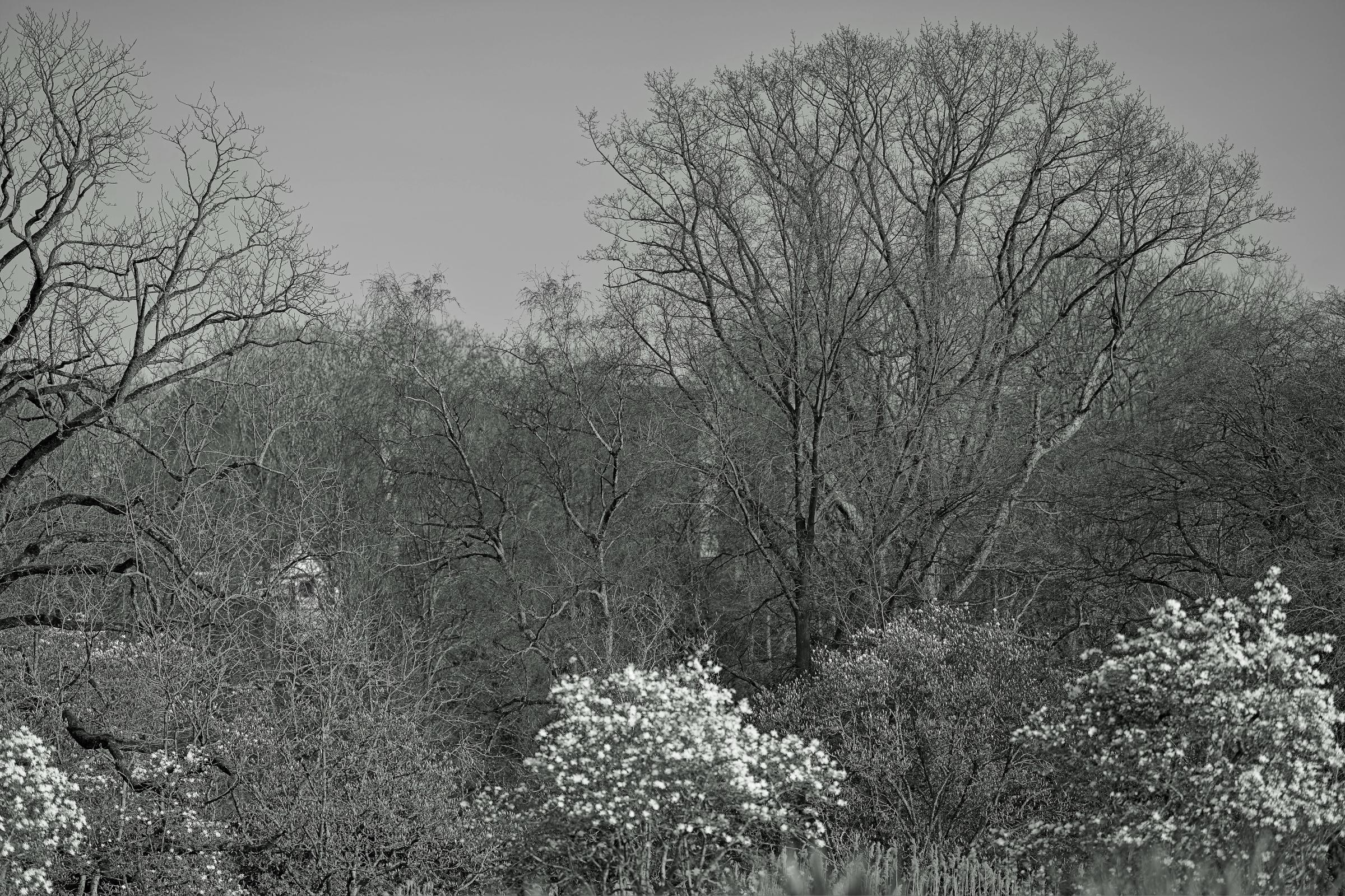 Baumlanschaft in s/w