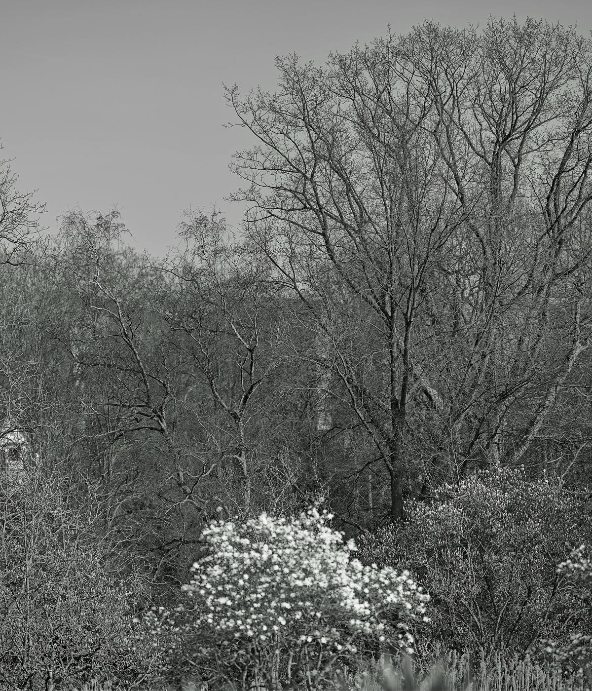 Baumlanschaft in s/w