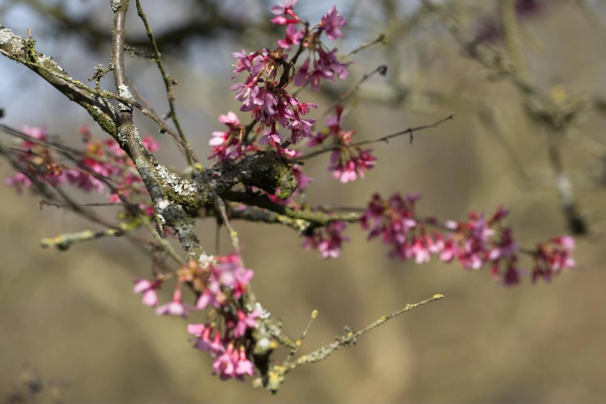 Baumblüte