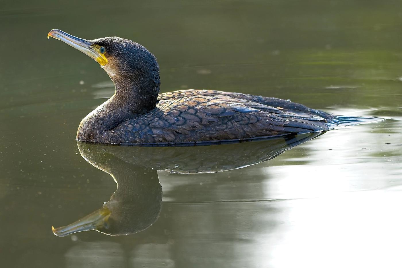 Vogel und sein Spiegelbild