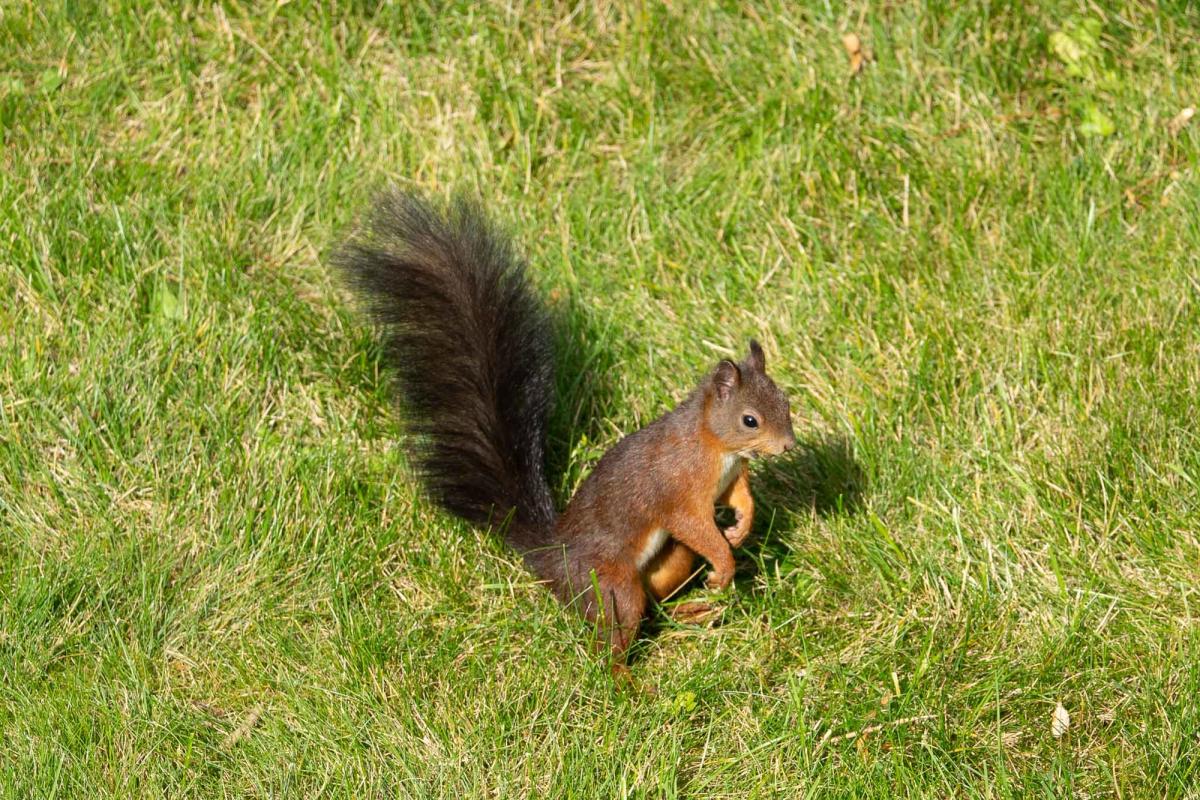 Einhörnchen