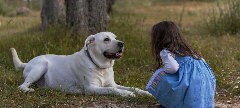 Schul- und Therapiehund