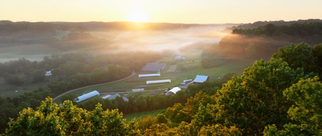 Bountiful Blessings Farm in the morning growing Salanova lettuce