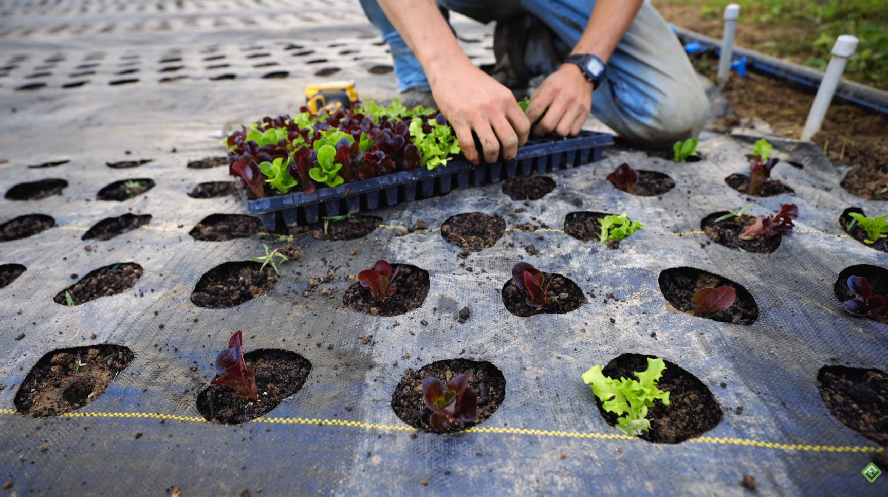 Transplanting salanova lettuce from a tray into landscape fabric with holes