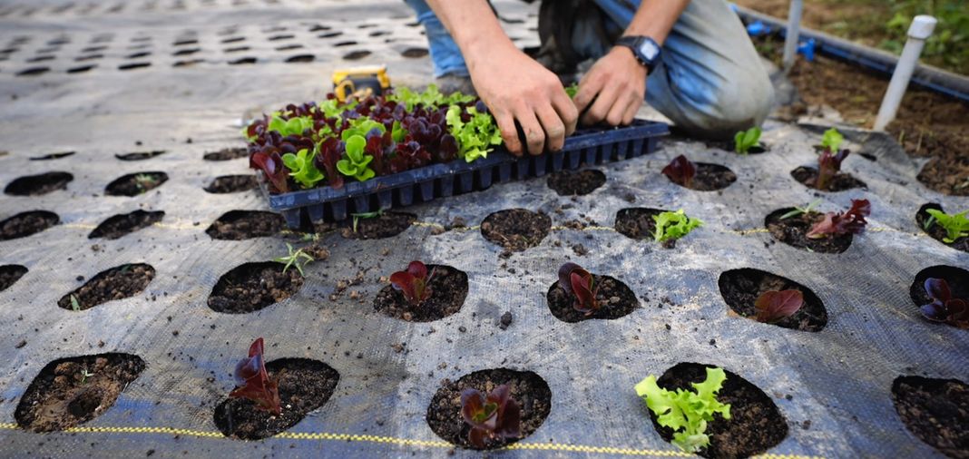 Transplanting salanova lettuce from a tray into landscape fabric with holes