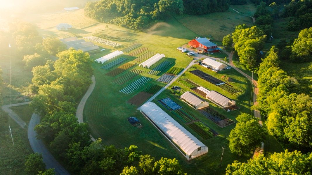 Salanova lettuce farm at Bountiful Blessings Farm