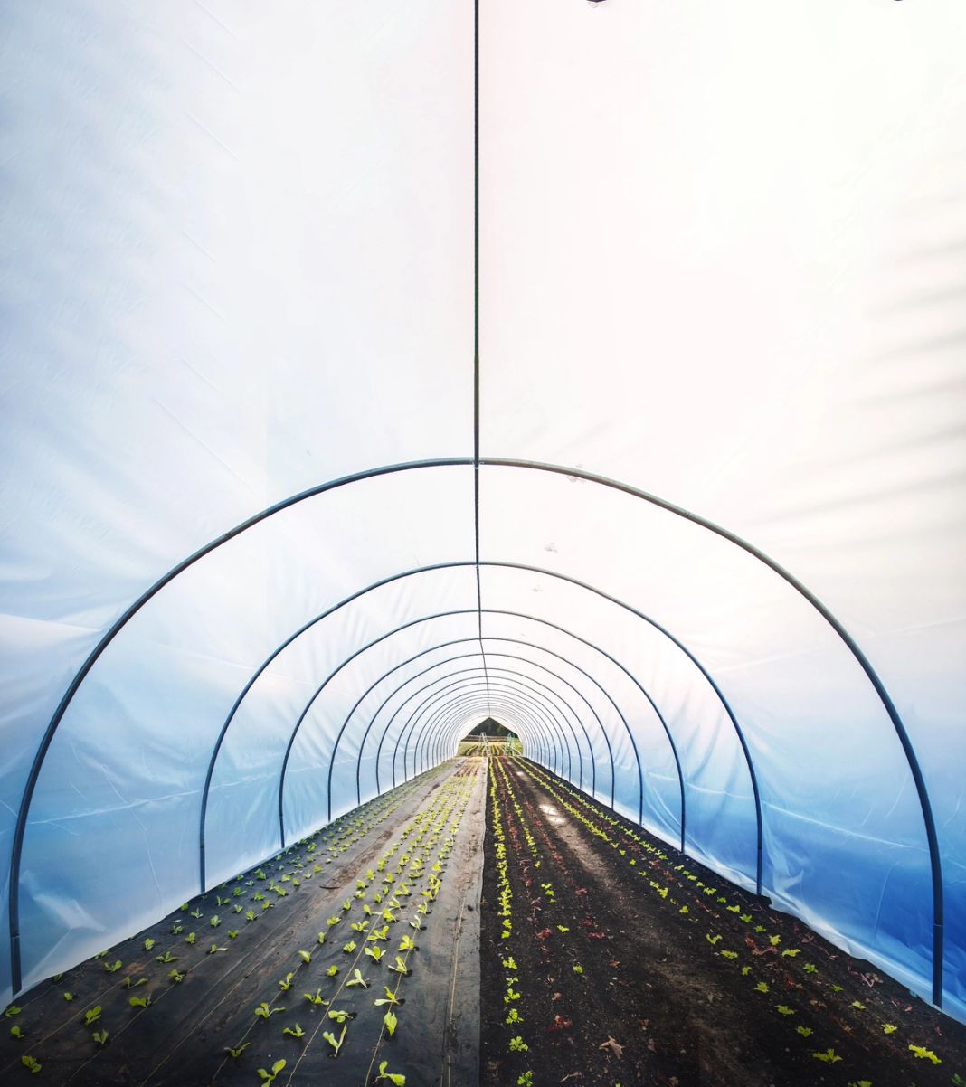Classic Caterpillar Tunnel