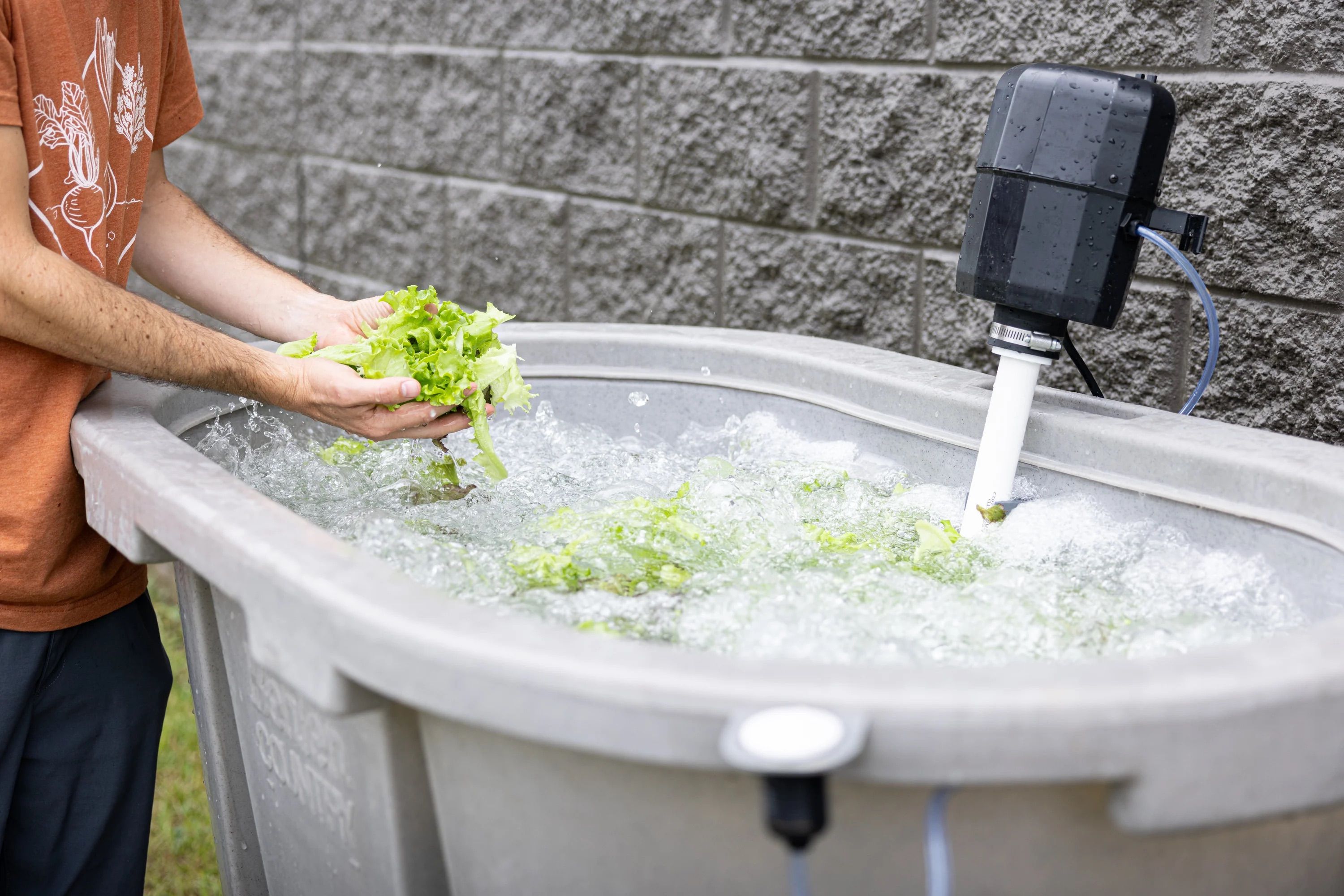 Washing harvested Salanova