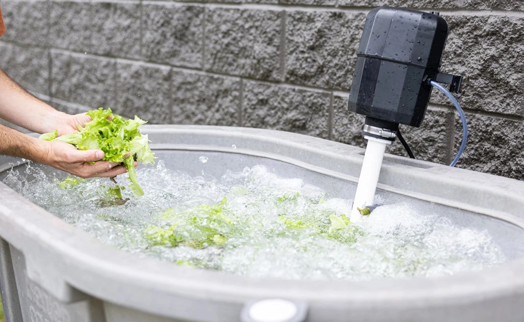 Washing harvested Salanova