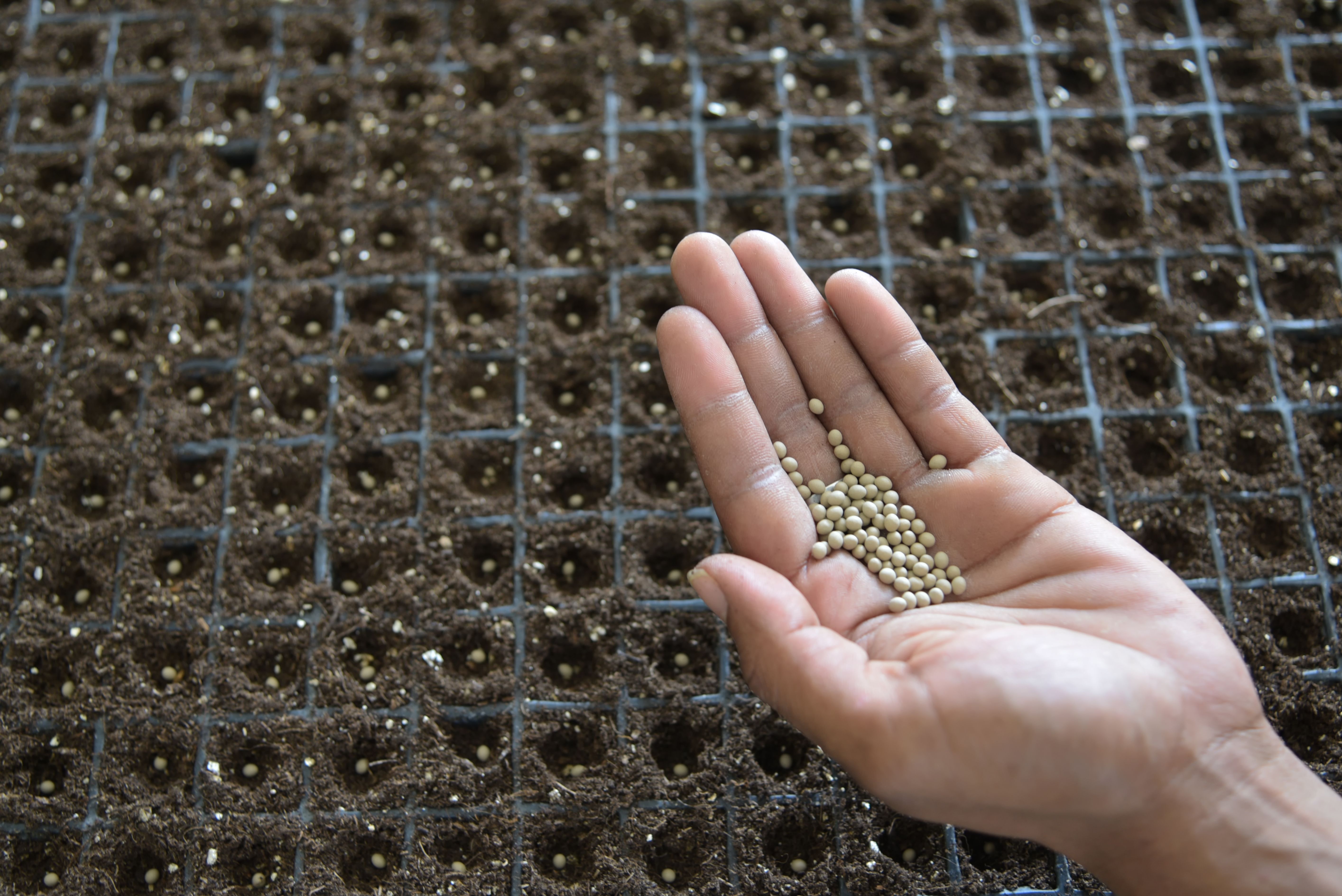 Salanova seeds on a person's hand over a seed tray with soil and seeds.