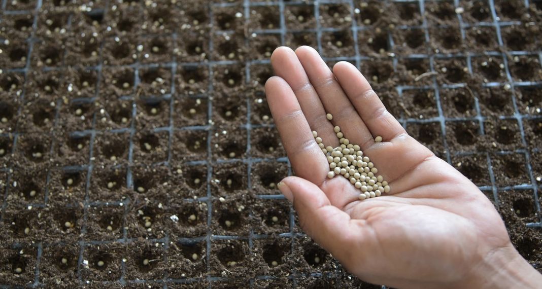 Salanova seeds on a person's hand over a seed tray with soil and seeds.