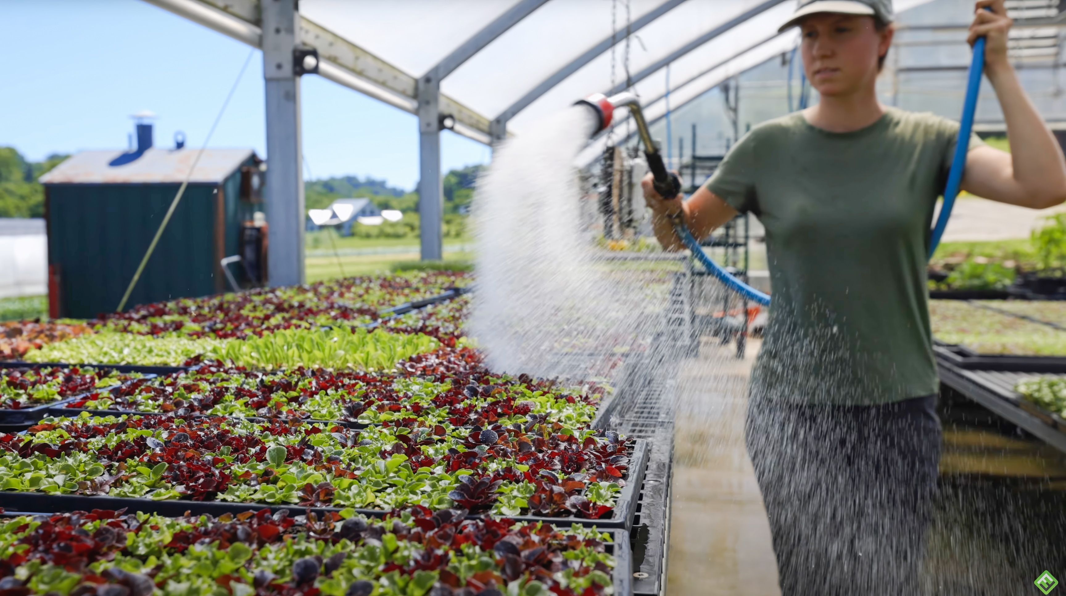 Watering growing Salanova in trays