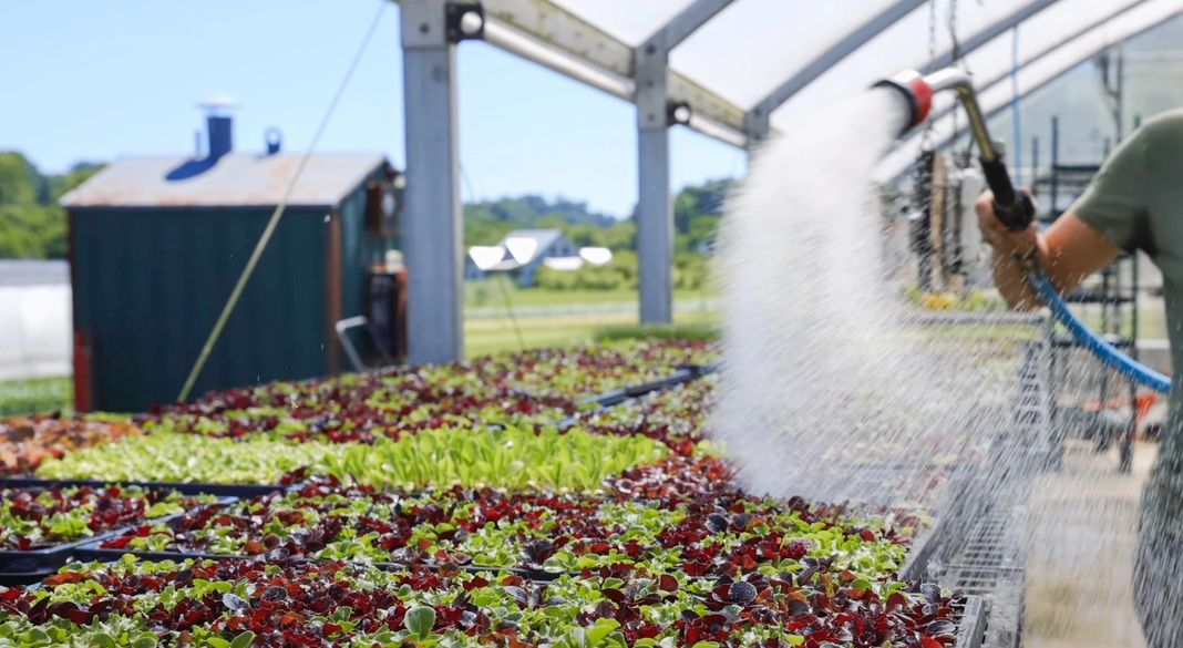 Watering growing Salanova in trays