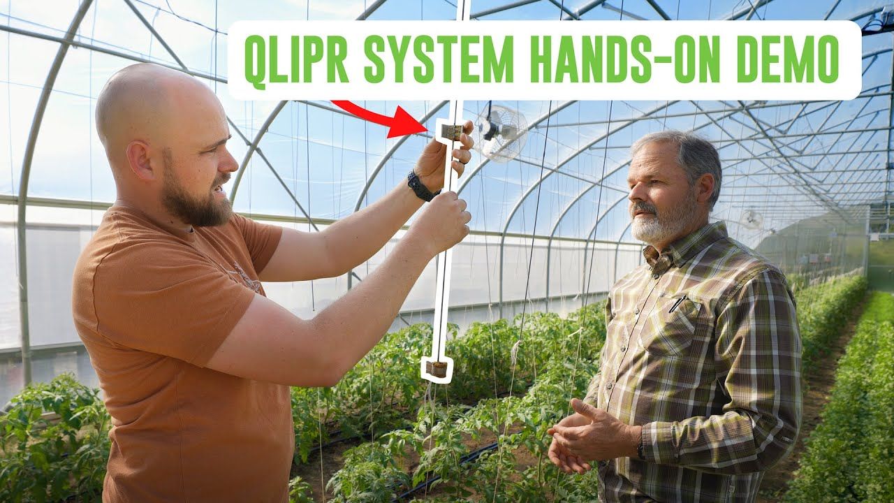 Why the Qlipr Trellising System Is the Best Way to Trellis Tomatoes in a Tunnel