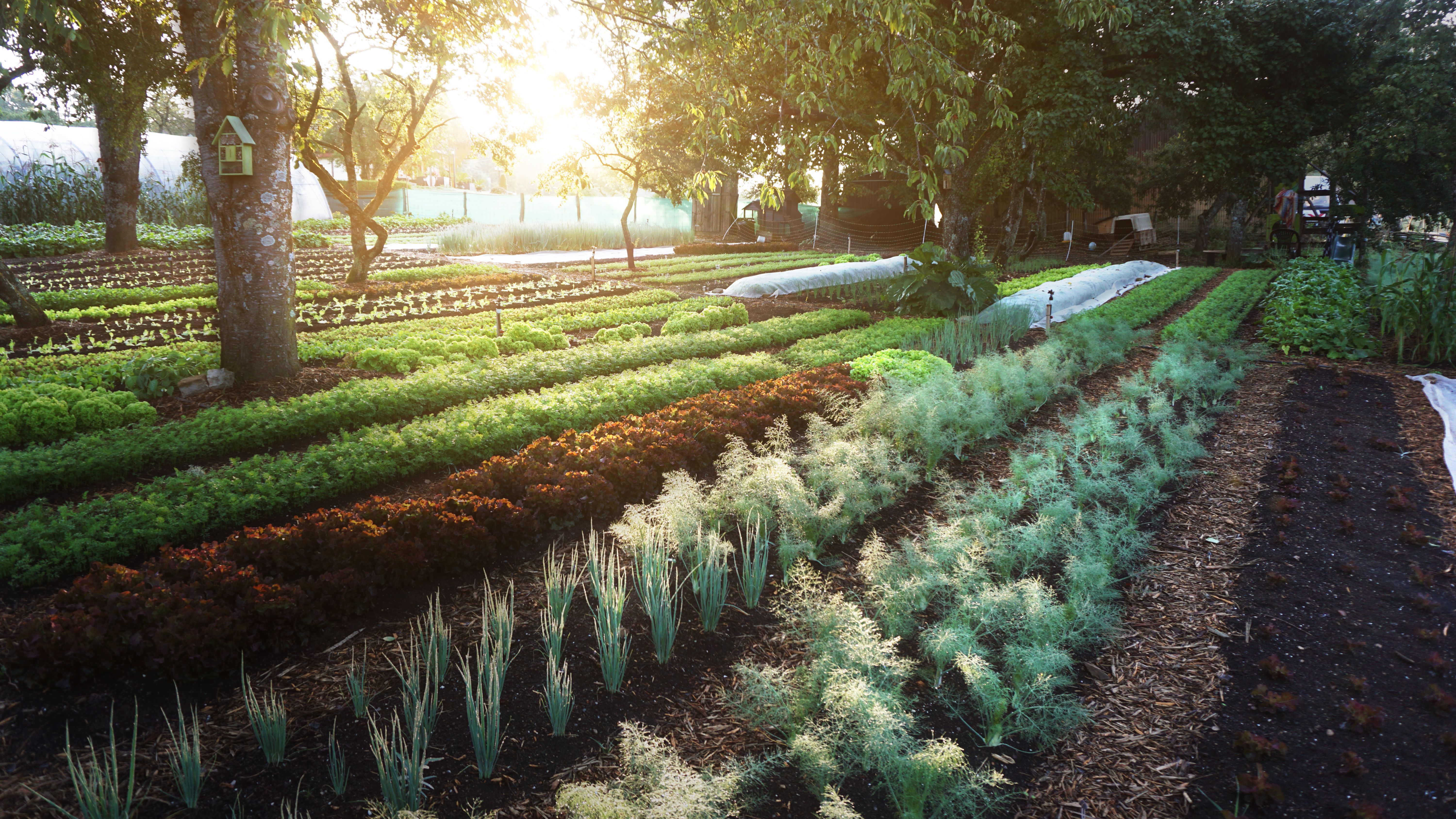 Hero image of Innovative tools and supplies for small farms.