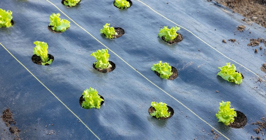 Salanova lettuce sprouting in landscape fabric with holes for the plants