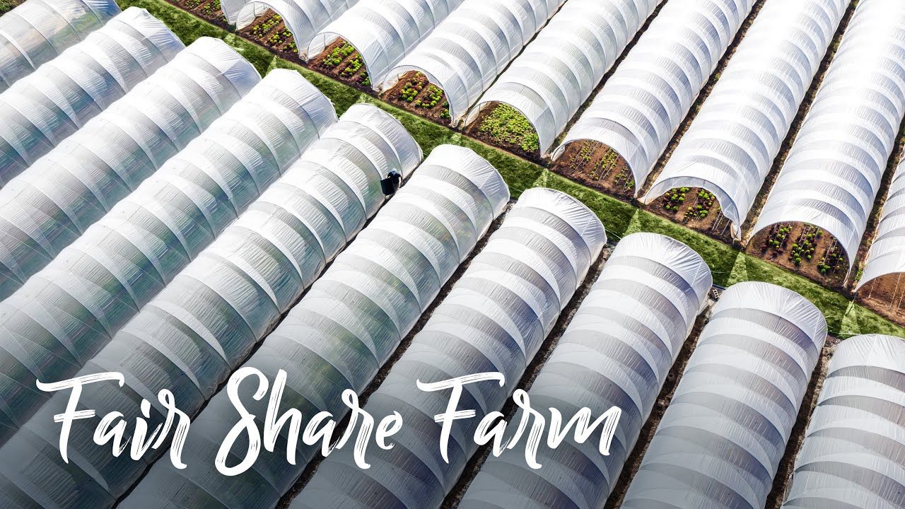 PROFITABLE farm growing lettuce in 20 CATERPILLAR TUNNELS year-round!