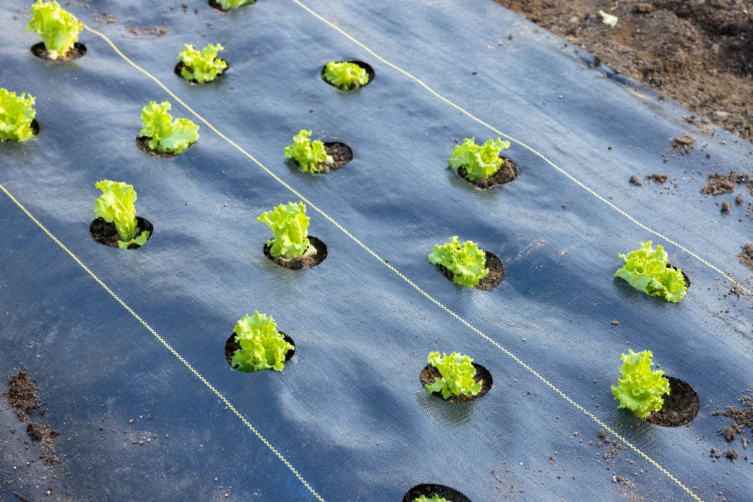 Hero image of Less weeding... More growing!