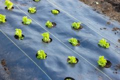 Hero image of Less weeding... More growing!