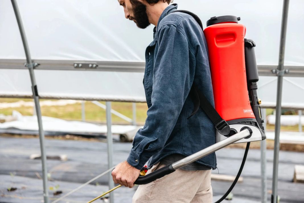 Fertilizing Salanova with backpack sprayer