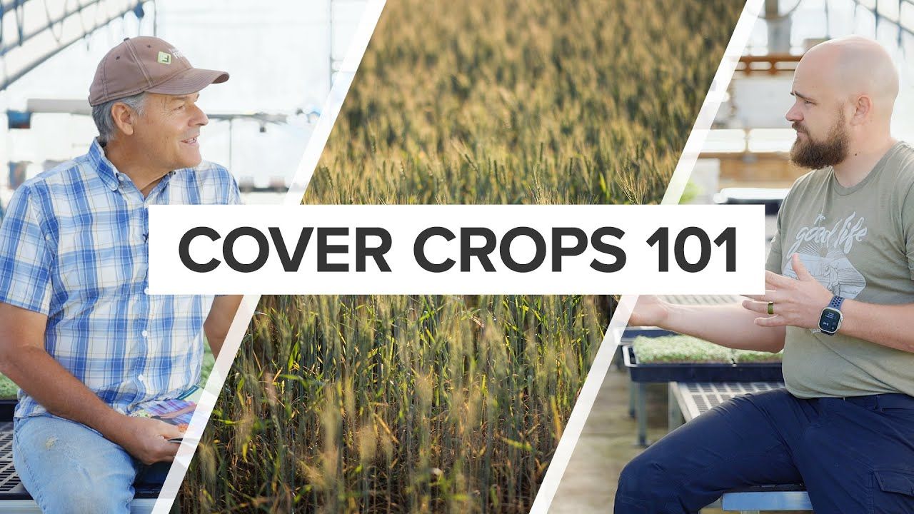 Cover Crops for Market Gardeners: A Practical Guide to Building Healthier Soil