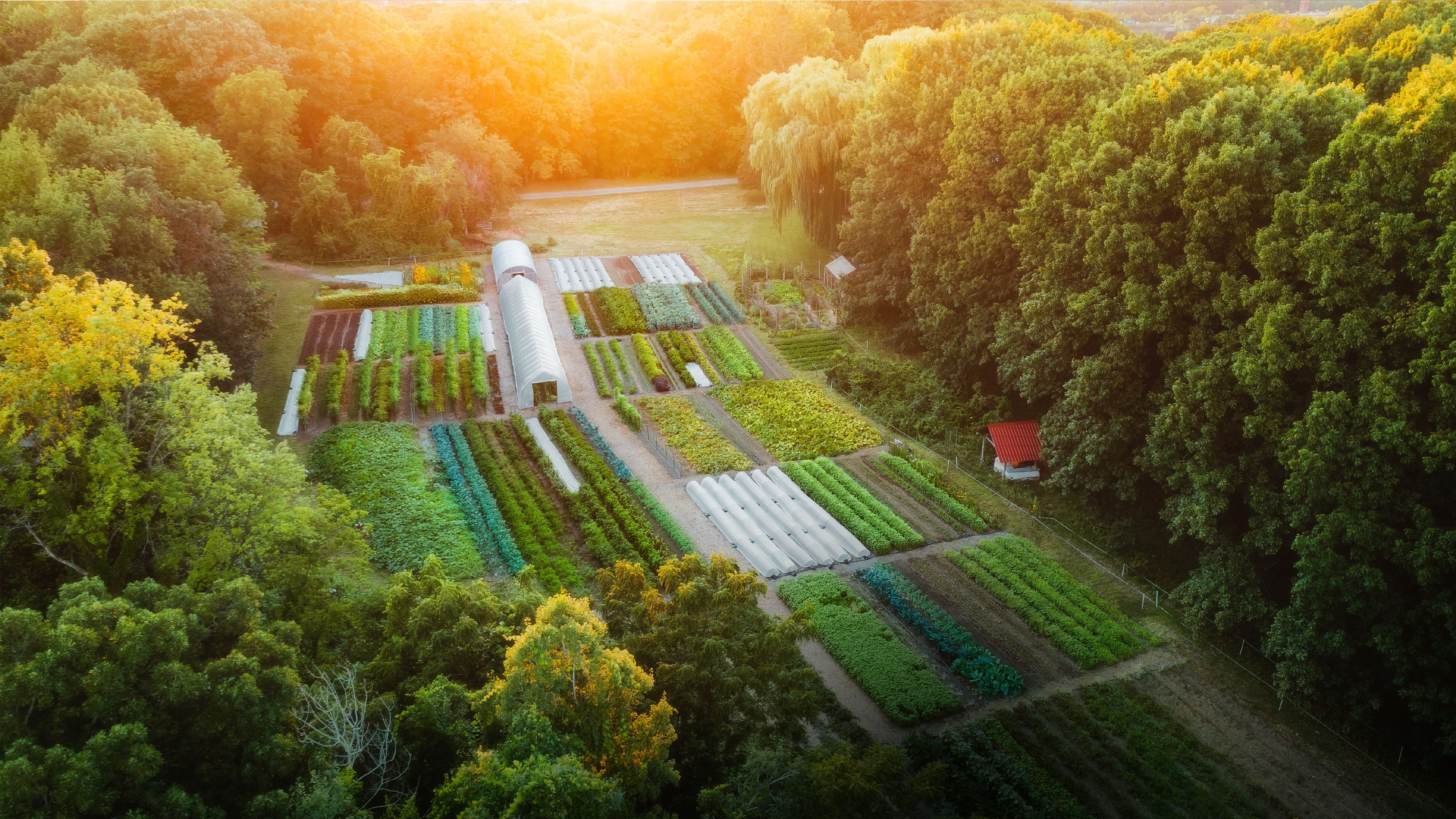 Hero image of Urban NO TILL Farm Growing 200+ Heirloom Varieties on 1 Acre
