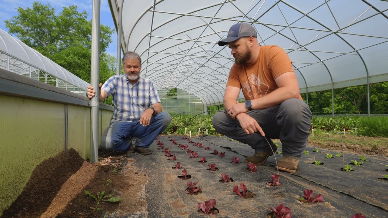 How to Manage Fire Ants Organically on Your Market Farm
