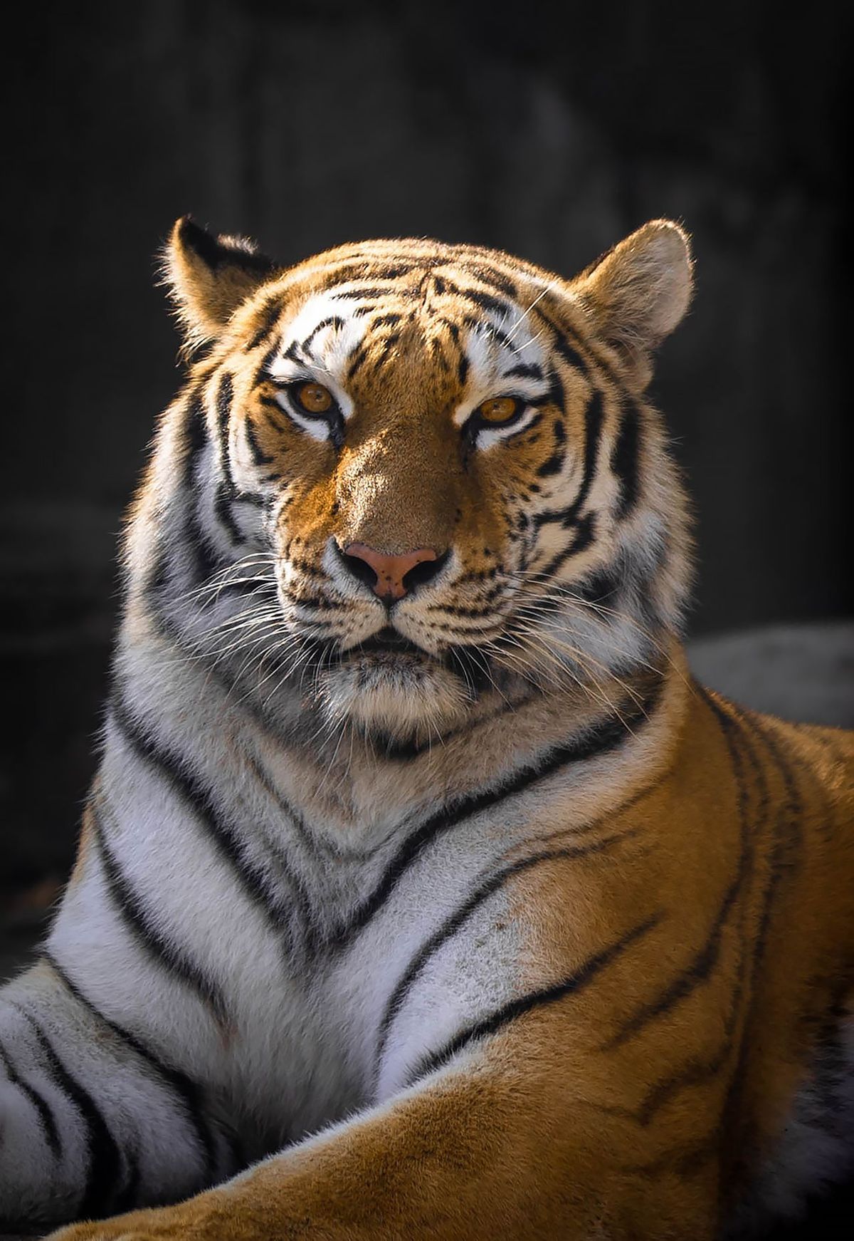 Tiger isolated from its background