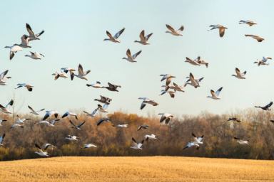 Snow geese fly over a farm field in autumn.