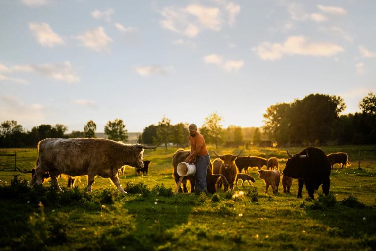 A farmer cares for his cows at sunrise.