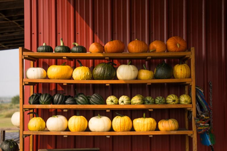 A shelf full of different types of winter squashes against a red wall at a farm. 